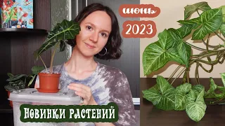 Новинки растений июнь 2023 | Распаковка двух посылок