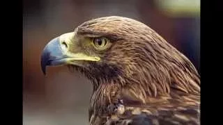 Любопытные факты об орлах. Хищник неба