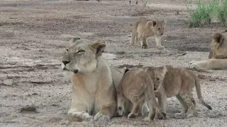 animals aggressive leopards and playful lion Cubs