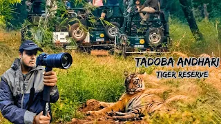 Tadoba | Jungle Safari | Chandrapur | Maharashtra  Tadoba National Park | Moharli Core Zone | Tiger