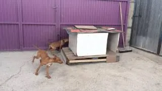 Cachorros de podenco andaluz iniciándose al conejo