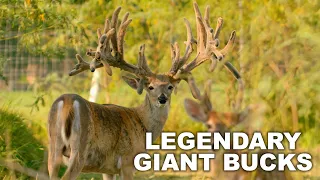 Legendary Giant Bucks - Tajada Whitetails