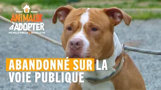 ABANDONNÉ SUR LA VOIE PUBLIQUE - Animaux à adopter