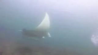 Manta Ray Hallaniyat Inseln Oman - 1080p