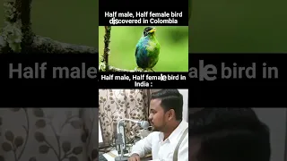 Half male and Half female bird //  Dank Indian memes // Internetyyy #dankmemes #indianhumour