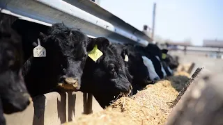 Feedlot Cattle Operation