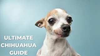 The Ultimate Guide to Being a Chihuahua Owner – (you won't want to miss this!)