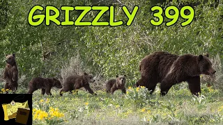 QUEEN OF THE TETONS | Grizzly 399 and Four Cubs