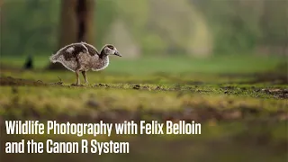 Wildlife Photography with Felix Belloin and the Canon R System