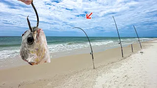 Eating Whatever I Catch From This Public Beach!