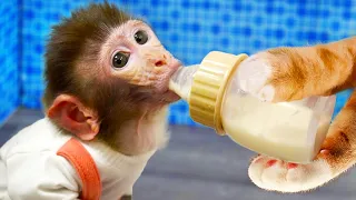 Baby Monkey Bi Bon drinks milk, eats fruit and is taken care of by Cheese cat | Animals Home Monkey