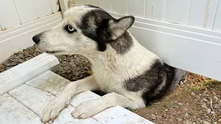 Mother Dog Freaks Out After Puppies Are Taken Away...