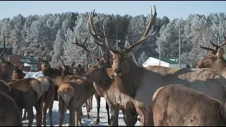 Благородный олень