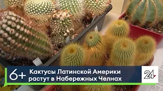 Кактусы Латинской Америки растут в Набережных Челнах