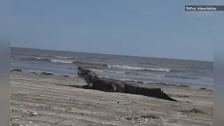 Massive alligator seen eating, lounging on Texas beach