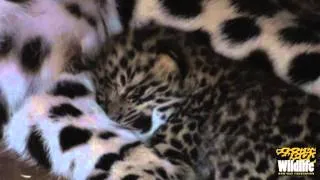 BCS - Amur Leopard Cubs 2012 - with Mum at just 11 Days Old