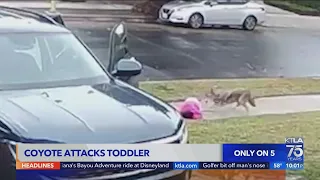 Video captures coyote attacking toddler in Woodland Hills - KTLA 5 News at 10pm