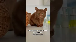 Как отучить кошку ходить по столу