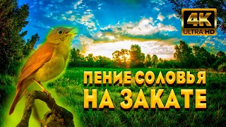 Пение Соловья На Закате, Успокоит Нервную Систему И Погрузит Вас В Глубокий Сон. Звуки Природы.