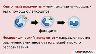 Иммунитет.  Иммунная система человека.