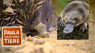 Schnabeltier & Schnabeligel (Doku) | Reportage für Kinder | Paula und die