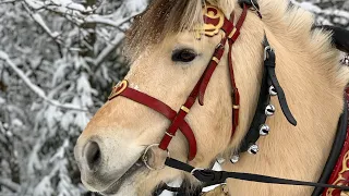 Как отучить лошадь кусаться?