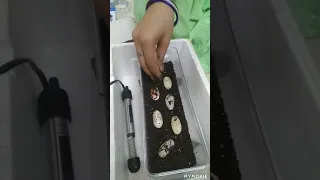 Turtle 🐢 Eggs with easy homemade incubator