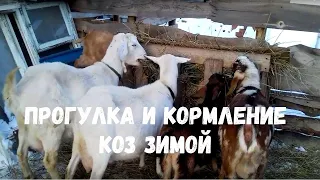 Прогулка и кормление домашних коз зимой