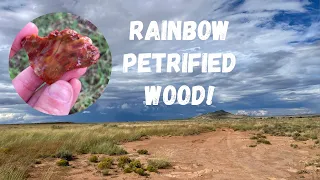 Rainbow Petrified Wood - BLM in Woodruff, AZ