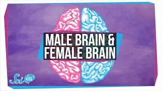 Are There "Male" and "Female" Brains?