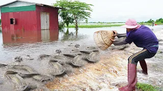 Unbelievable this Fishing - Best Catching A lot Big catfish on The Road - Flooding Coming & Catching