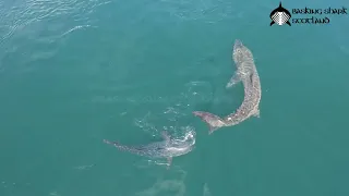 Bluefin Tuna attacks a Basking Shark in the Hebrides