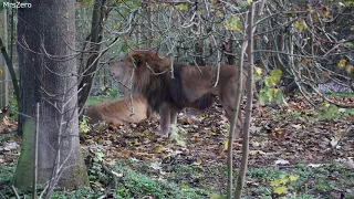 Cibeji male lion territorial calling and roaring 15 Nov 2020