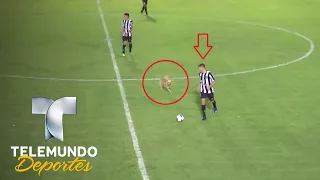 Un perro se cuela a la cancha y... ¡grosera falta de roja! | Videos Virales | Telemundo Deportes