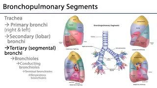 Lungs and Ventilation Pathway LO3 - Tracheobronchial Tree