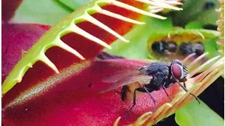 VENUS FLYTRAP JAWS OF DOOM!!     2016 compilation