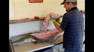 Easiest way to clean an Alligator Gar Episode 53