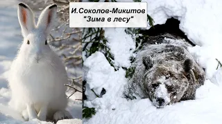 И. Соколов-Микитов "Зима в лесу"