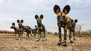 El mejor documental LA MANADA DE PERROS SALVAJES