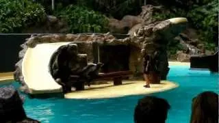 Loro Parque sea lions 22 may 2012