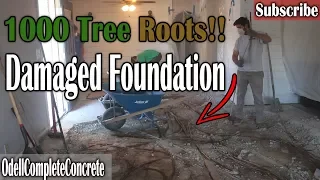 How to Repair a Concrete Foundation, Severe Tree Root Damaged!