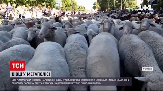 Новини світу: у Мадриді уперше від початку пандемії влаштували марш худоби