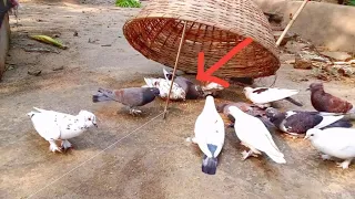 নতুন ভাবে কবুতর শিকার করুন,,pigeon hunting a new way,