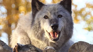 Wolf with the Cutest Smile