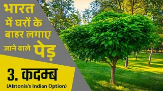 कदम्ब || भारत में घरों के बाहर लगाए जाने वाले पेड़ || House Grown Trees Of Bharat