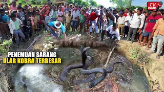 Ditemukan 100 Ular Kobra Bersarang di Pinggir Sawah !! Bukannya Menjauh Warga Malah Mendekat...