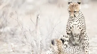 CHEETAHS MATING 2020 #ETOSHANATIONALPARK #CHEETAH #NAMIBIA