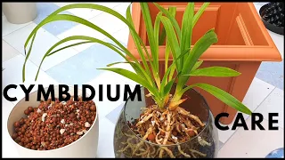 Cymbidium Treatment Day | Bringing Outdoor Orchids Inside, Spider Mite Treatment & Semi-Hydro Update