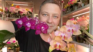орхидеи в стеклянных фужерах ПЛЮСЫ и МИНУСЫ пересадки орхидей