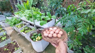 Horta em vasos produtiva